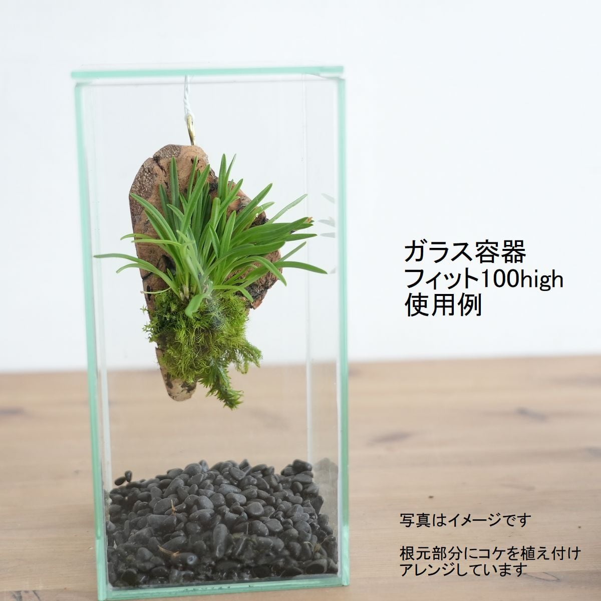 ミニコルク着生ラン】カシノキラン Gastrochilus japonicus | 苔