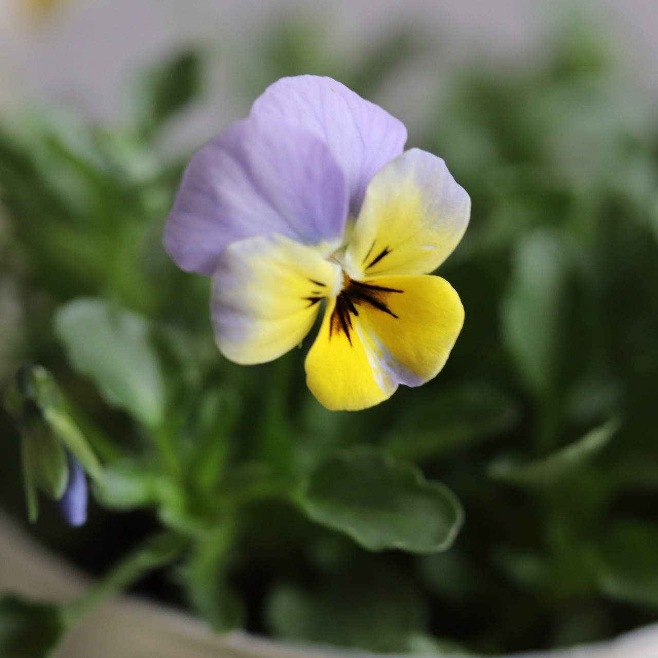 ビオラ　ヴィオレッタ　ペーパームーン　小さなお花　寄せ植え　丈夫で長く咲く　冬から春のお花