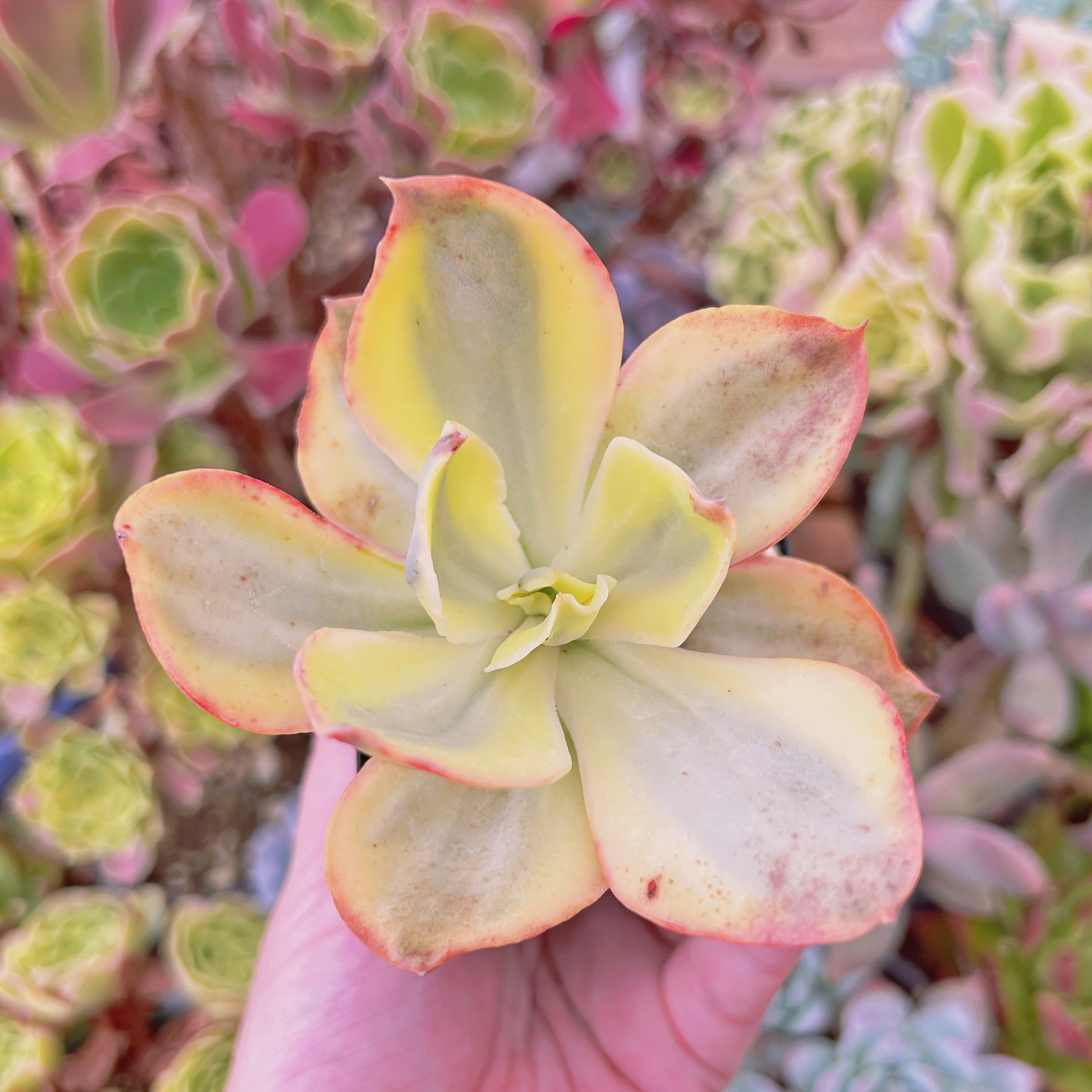 現物　多肉植物　スヨン錦　抜き苗