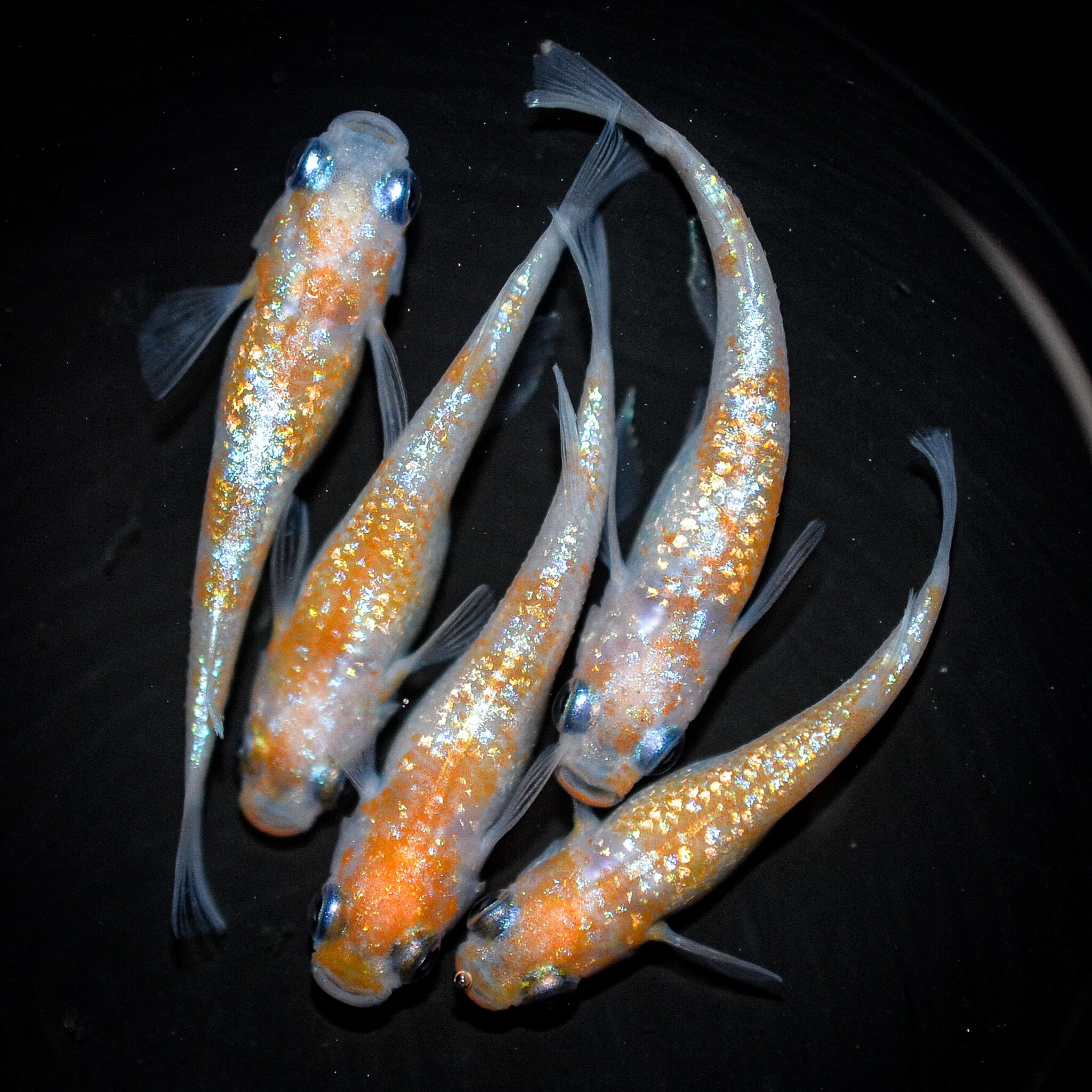 Sakana様 ◇伊香保FF スタッフおすすめ◇ オーロラ黄ラメ 松井ヒレ長 若魚（2022年