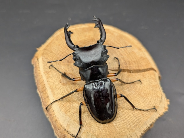 WDインぺリアリスツヤクワガタ　♂65ｍｍ♀44ｍｍ