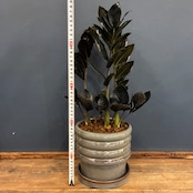 ザミオクルカス　ザミフォーリア　レイヴン　植え込み品【567】