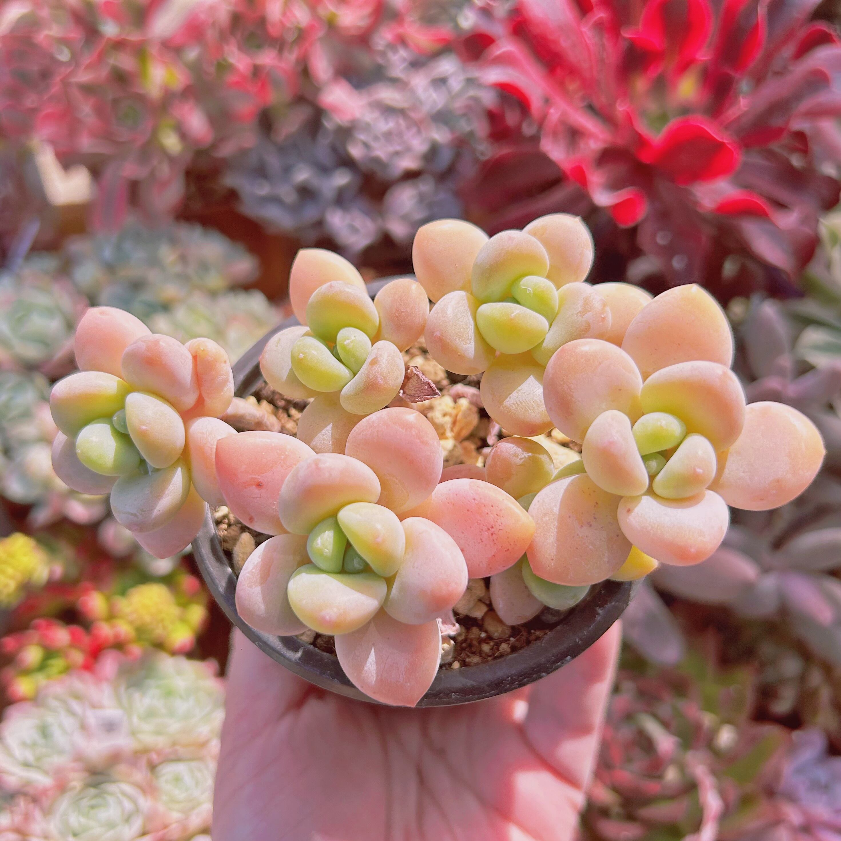 #066現物　多肉植物　シャボン玉　特大群生