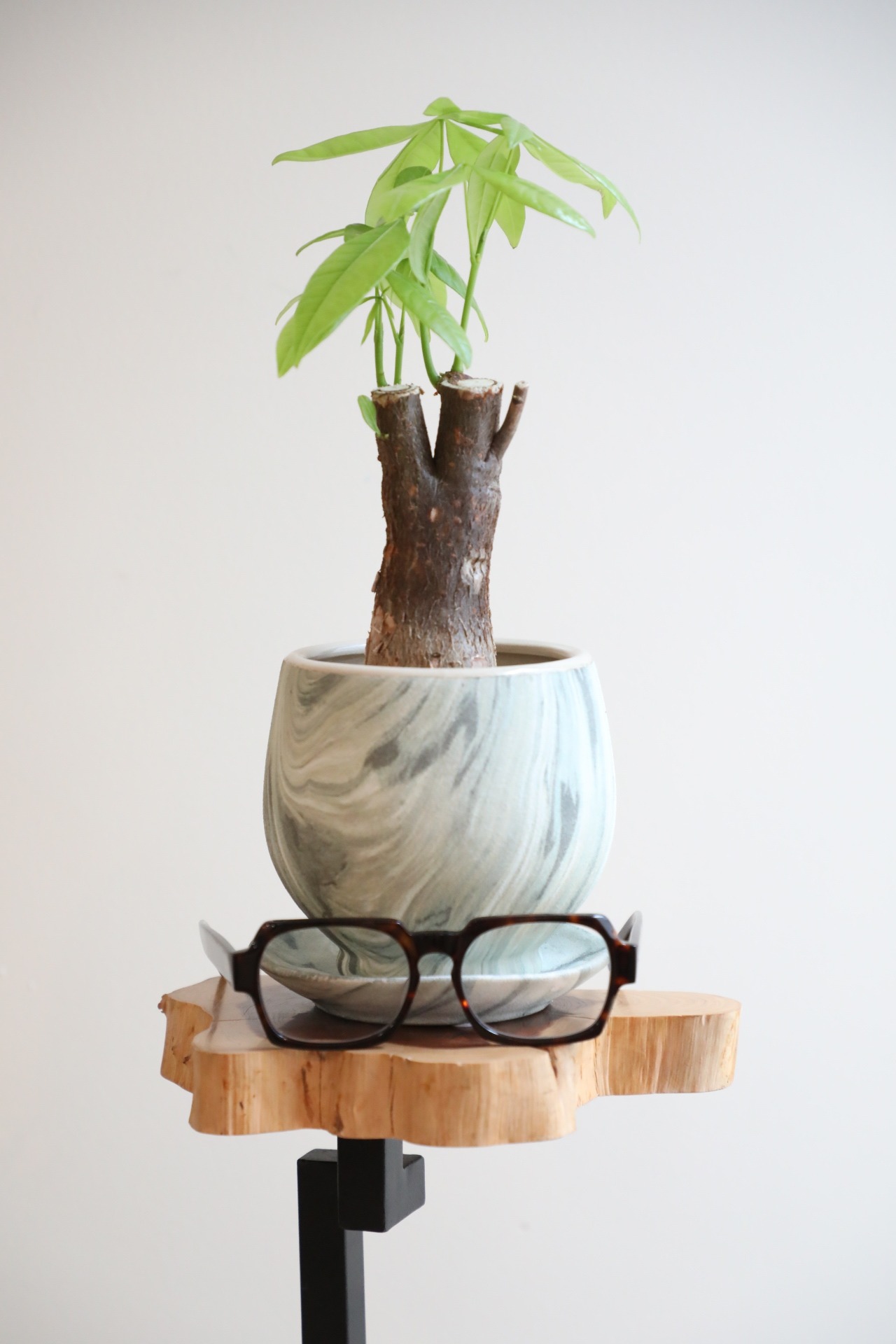 【S】パキラ/Pachira ※陶器鉢付き