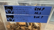 【WF3】《アスタコイデスノコギリ亜種fraternus 56.5mm ペア》クワカブの部屋三森氏ブリード個体