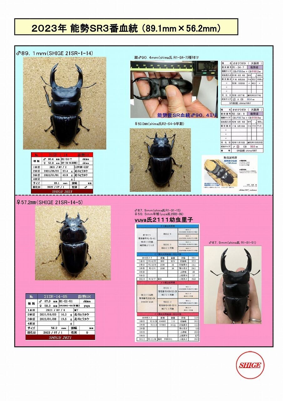 オオクワガタ（能勢産）53ミリ ♀単品 No.7934 即ブリ国産オオクワガタ 