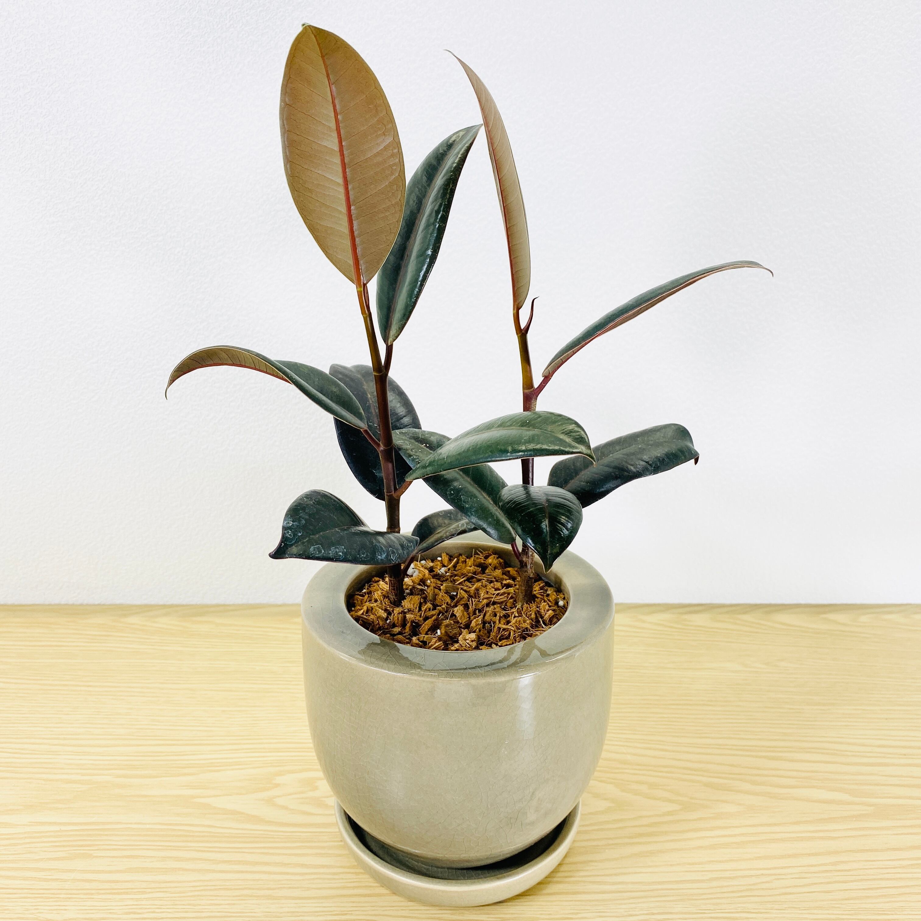 フィカス バーガンディ (黒ゴムの木) [観葉植物・1点もの] コンパクト