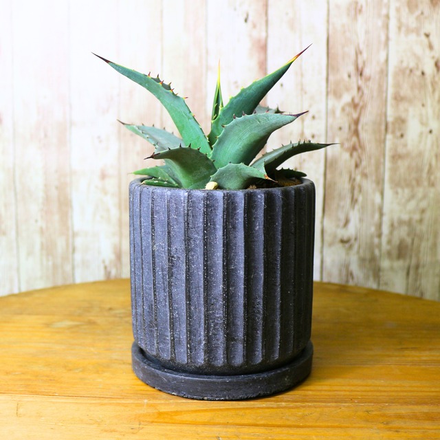 多肉植物】Agave 多肉植物】Agave