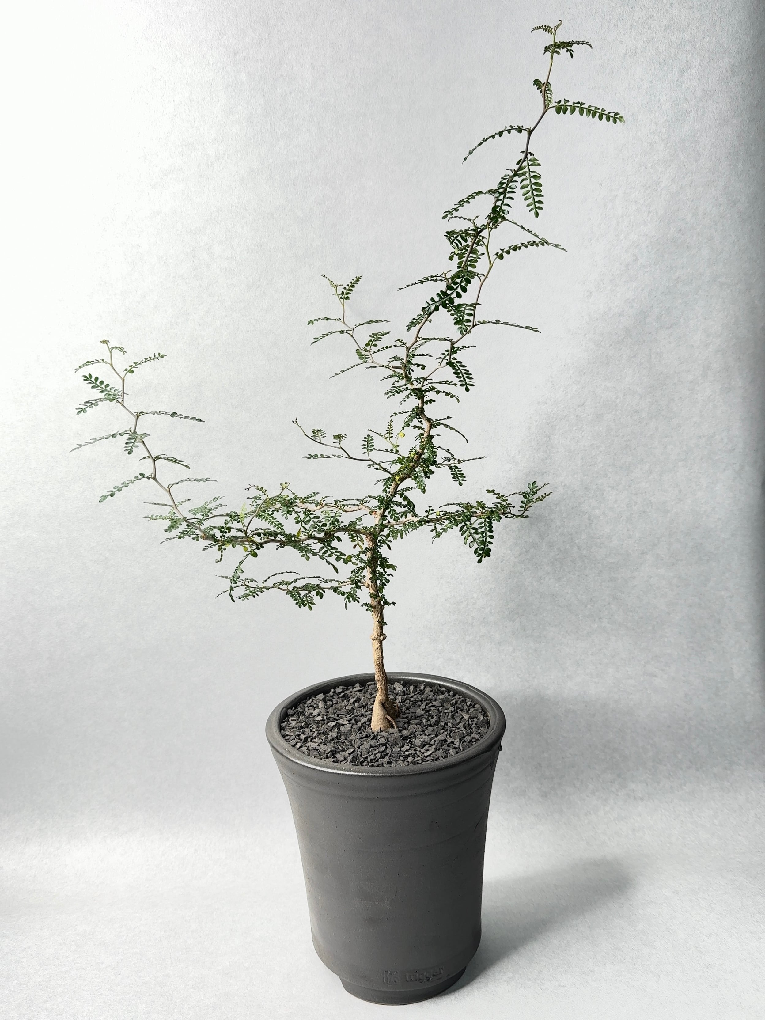 オペルクリカリア・パキプス