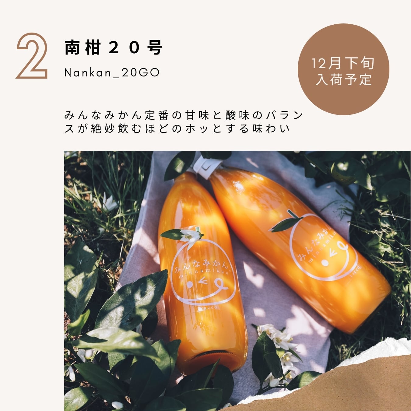 予約START>12月下旬入荷「南柑20号」