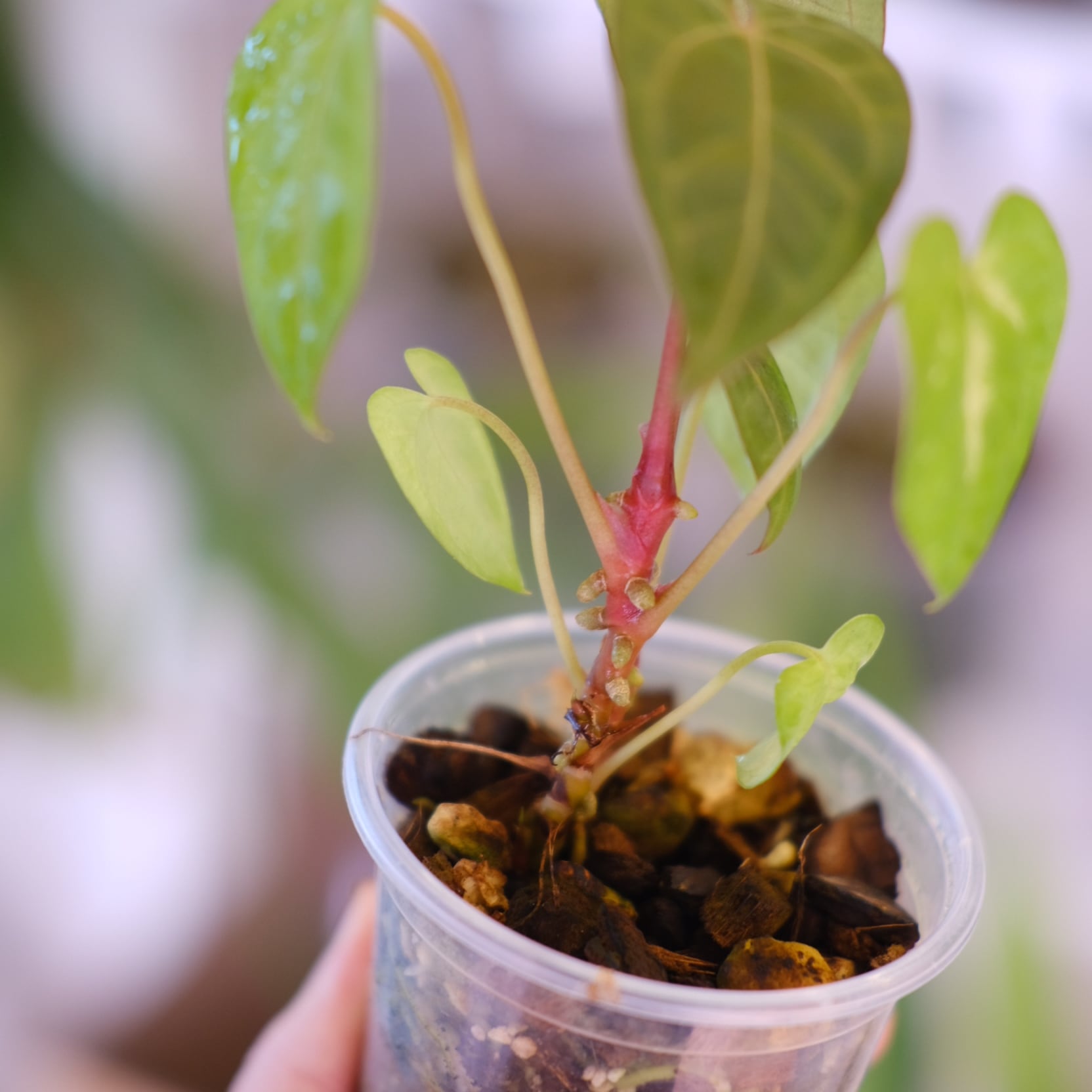 Anthurium Ace of Spades｜アンスリウム エース オブ スペード⑨│観葉