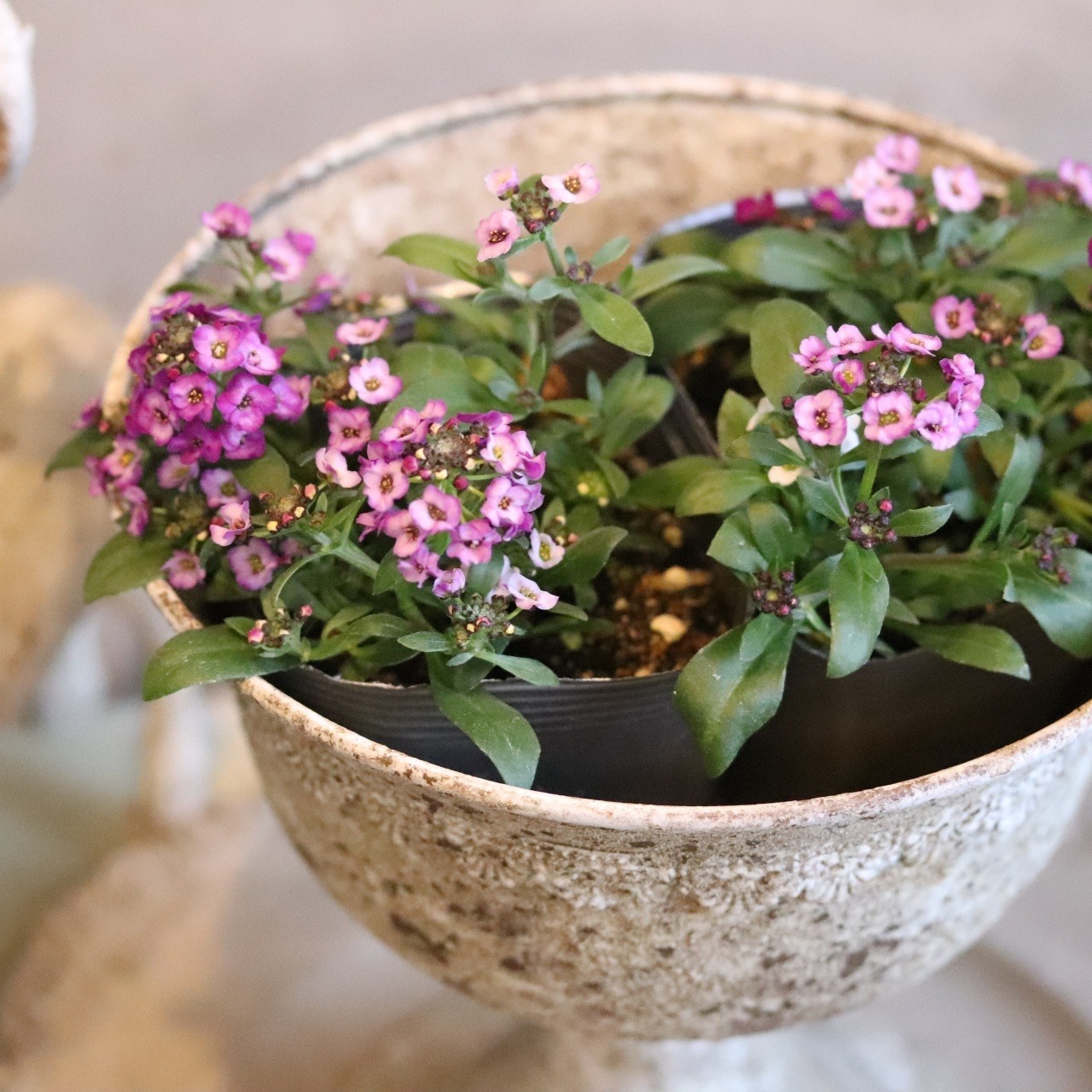 アリッサム　クリスタル　ラベンダーカラー　小さなお花　丈夫で横にひろがる　冬から春まで咲く