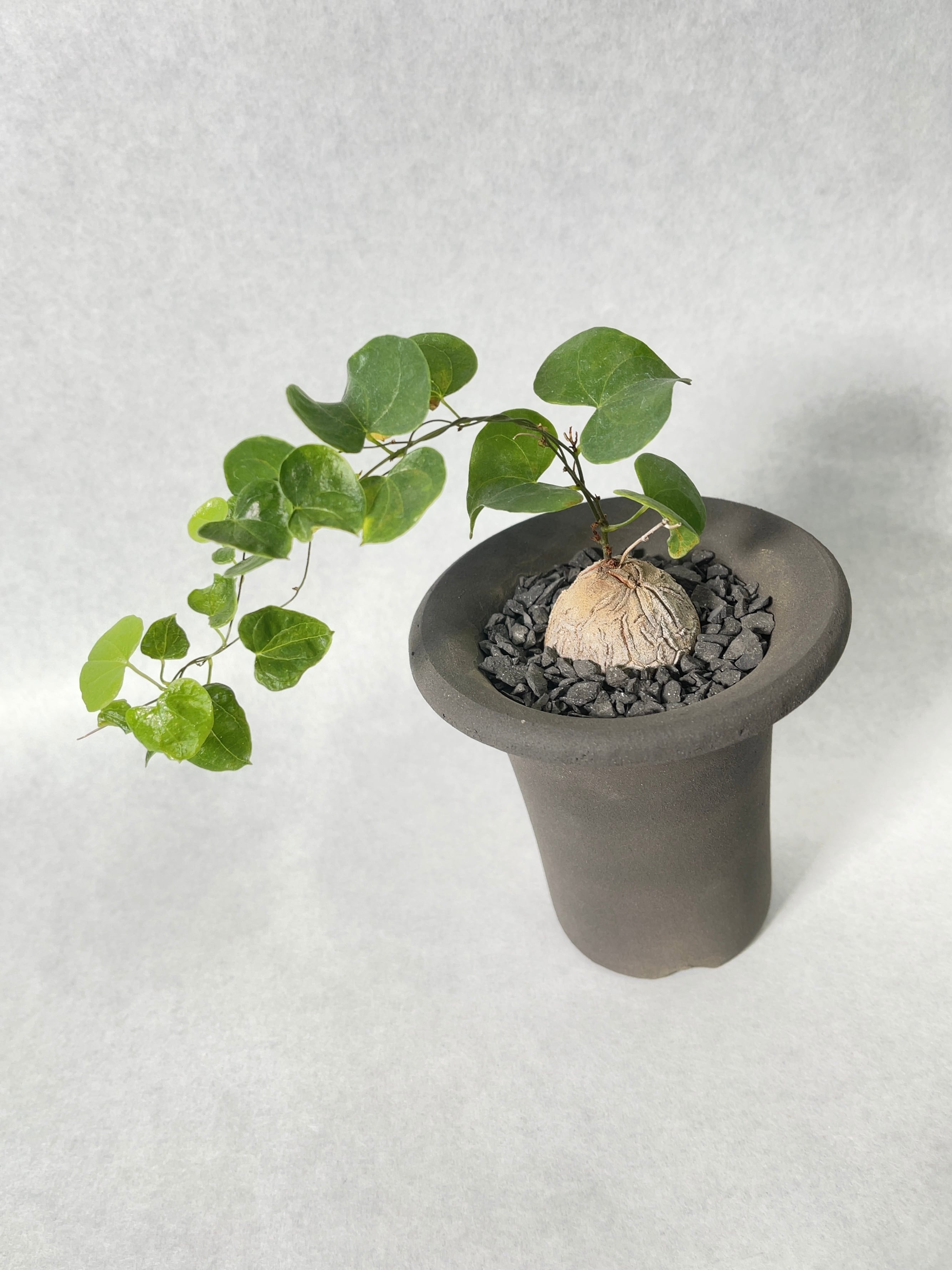 ディオスコレア・亀甲竜 | trigger