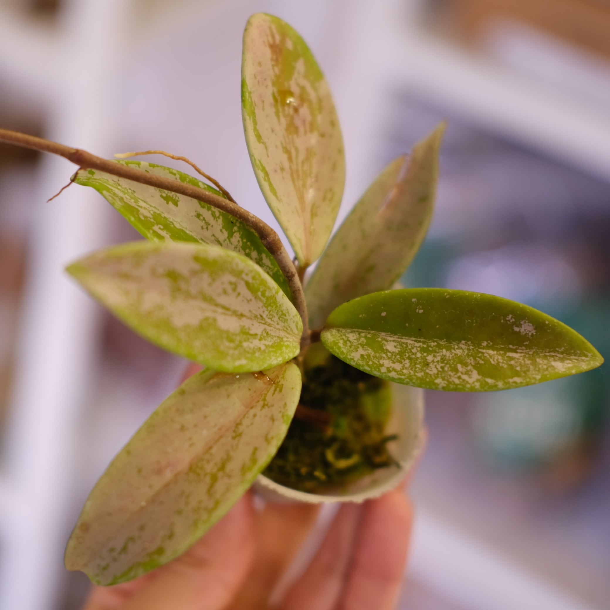 Hoya pubicaly x Pink Silver Ghost｜ホヤ プビカリクス×ピンク