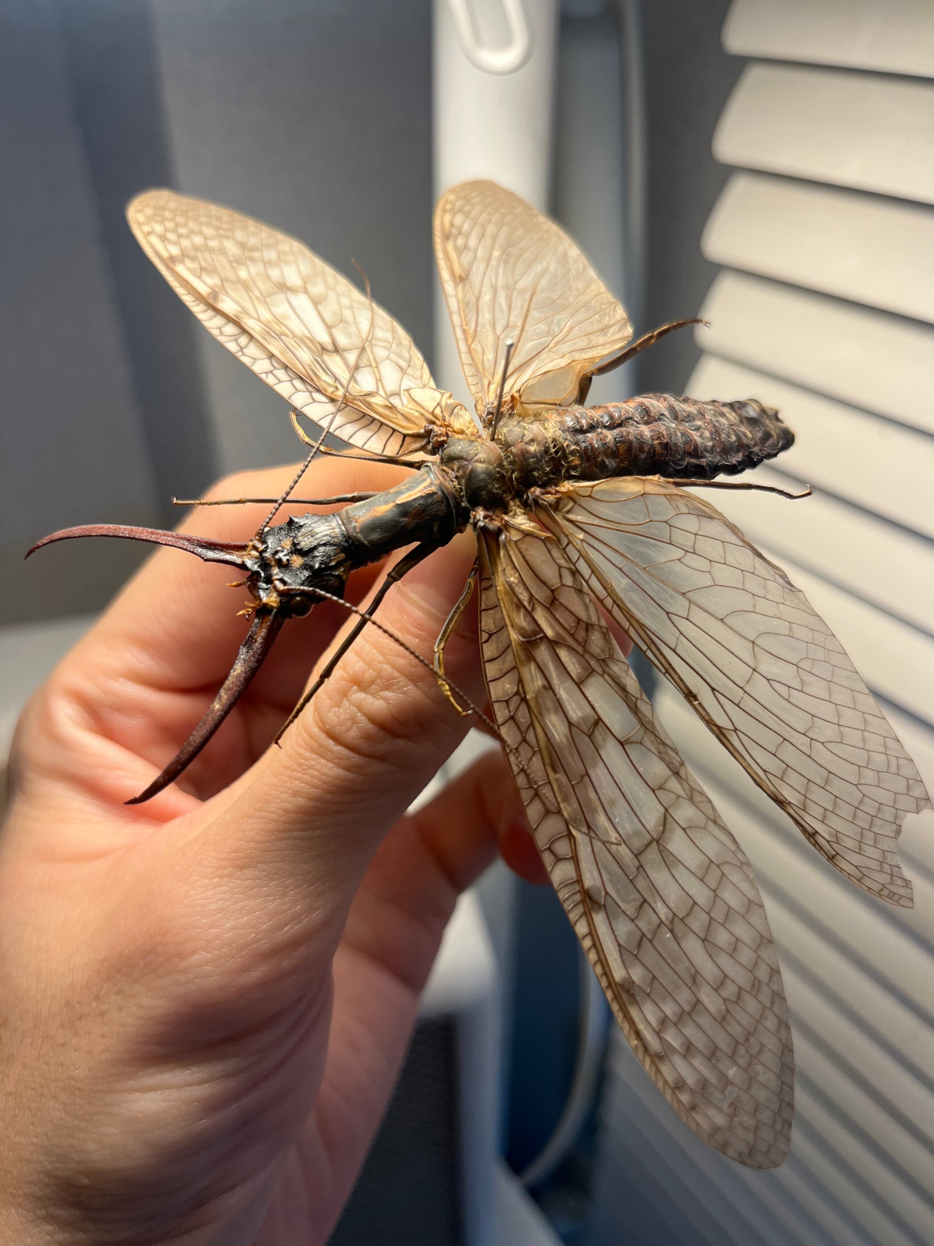 希少産地】オオアゴヘビトンボ 奇蟲 タランチュラ ムカデ 標本 昆虫