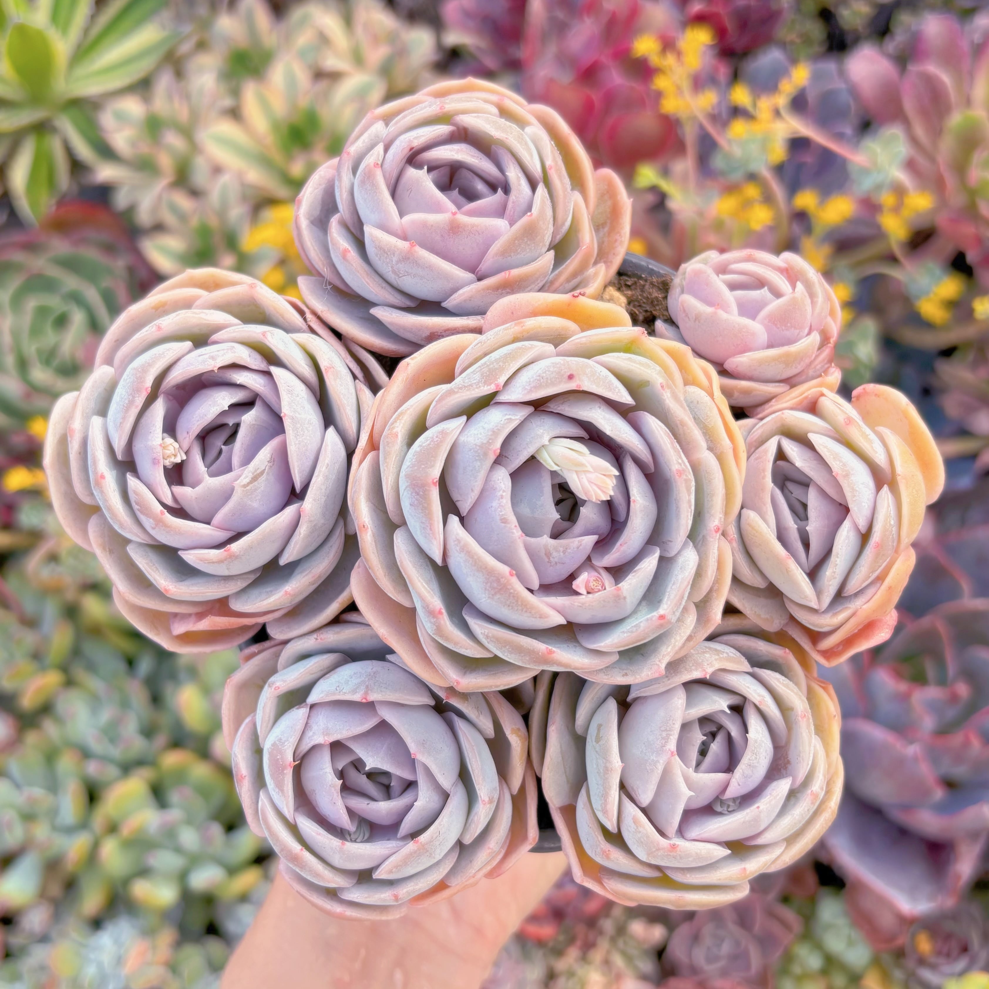 現品　ブルーサプライズ#M119　大群生　新入荷　るる農園