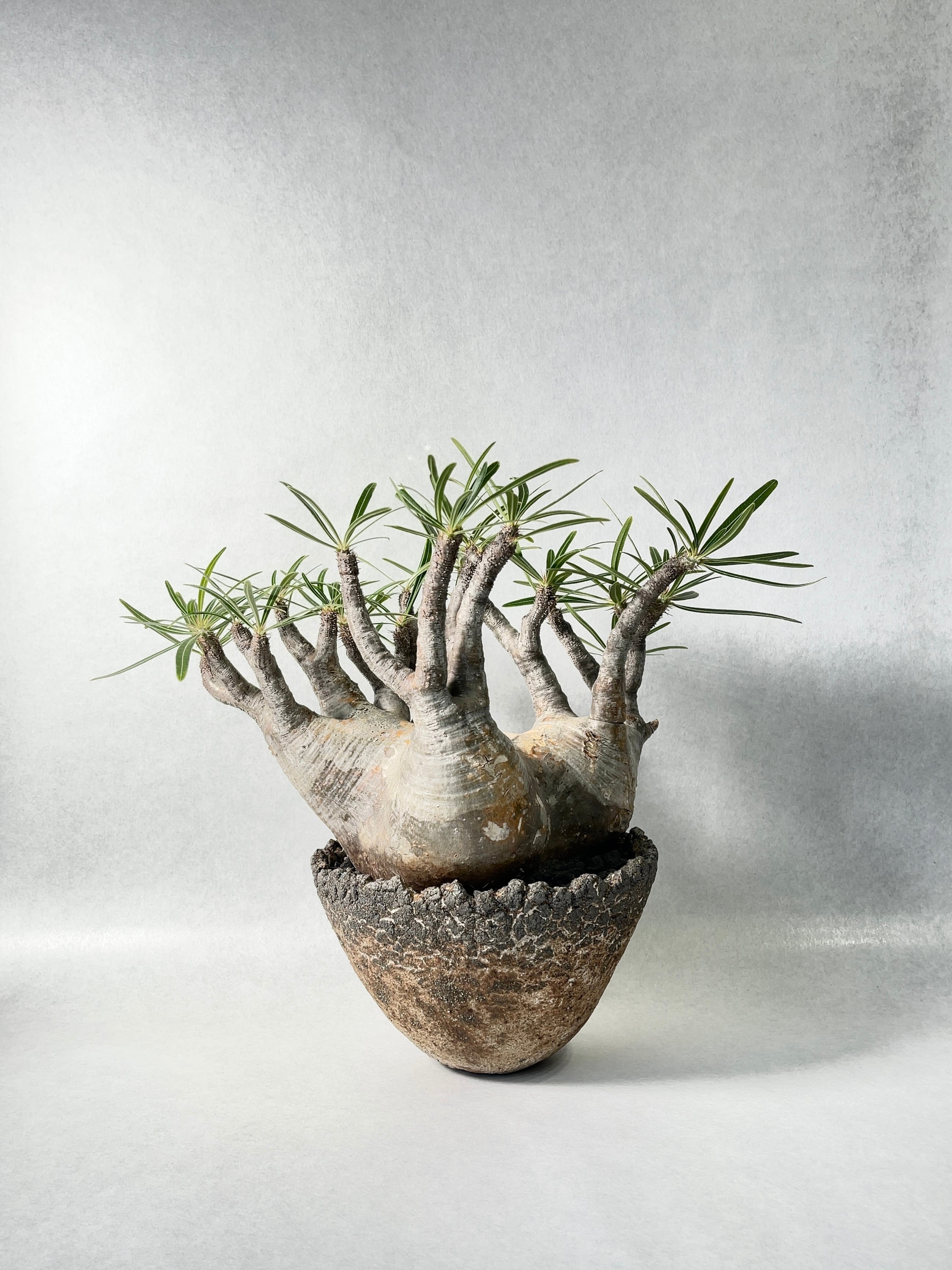 dc90f87e2a2fbc4ee12c3ea5bbaab5