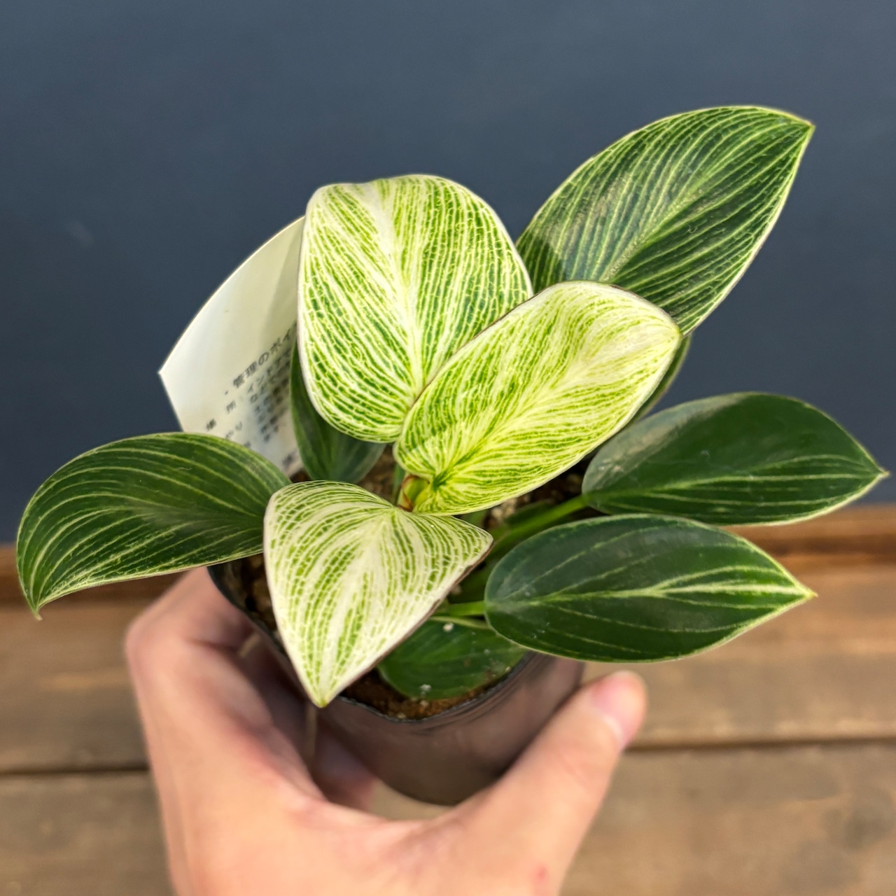 フィロデンドロン ペリドット【819】