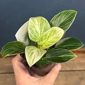 フィロデンドロン ペリドット【819】