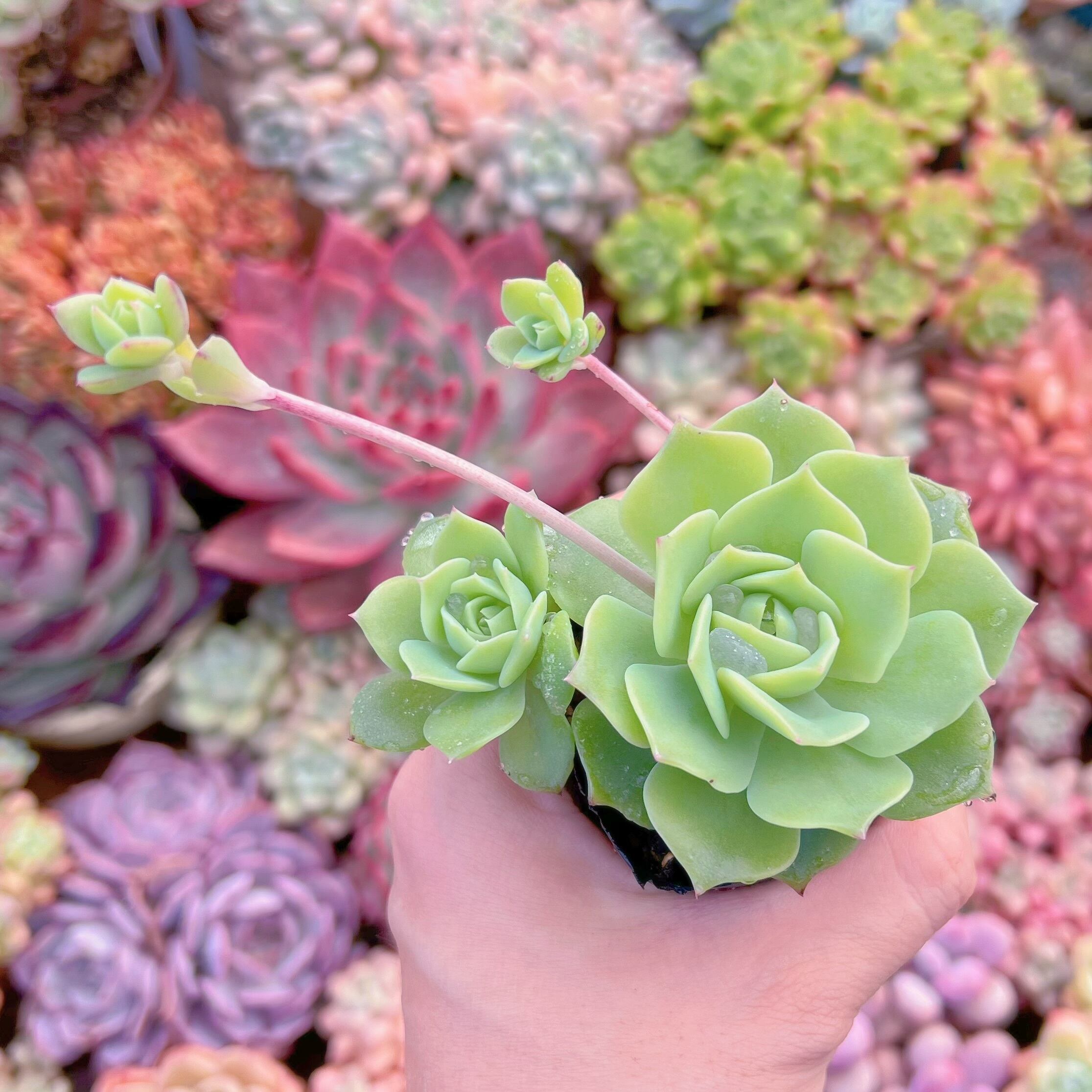 現品　マクドガリー ワイドリーフ#705   古株　るる農園