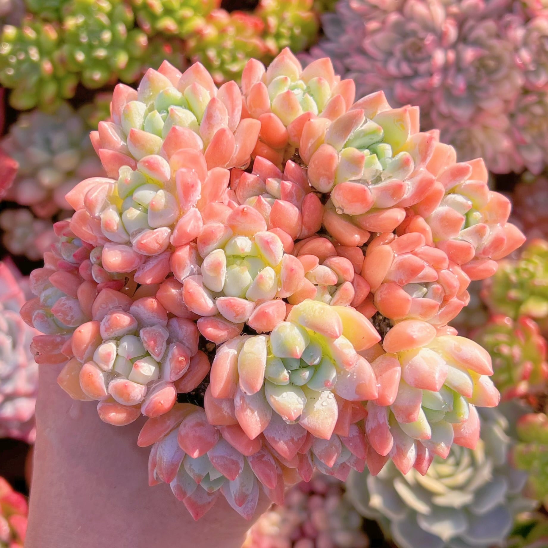 現品　プロリフェラxラウル#210   るる農園