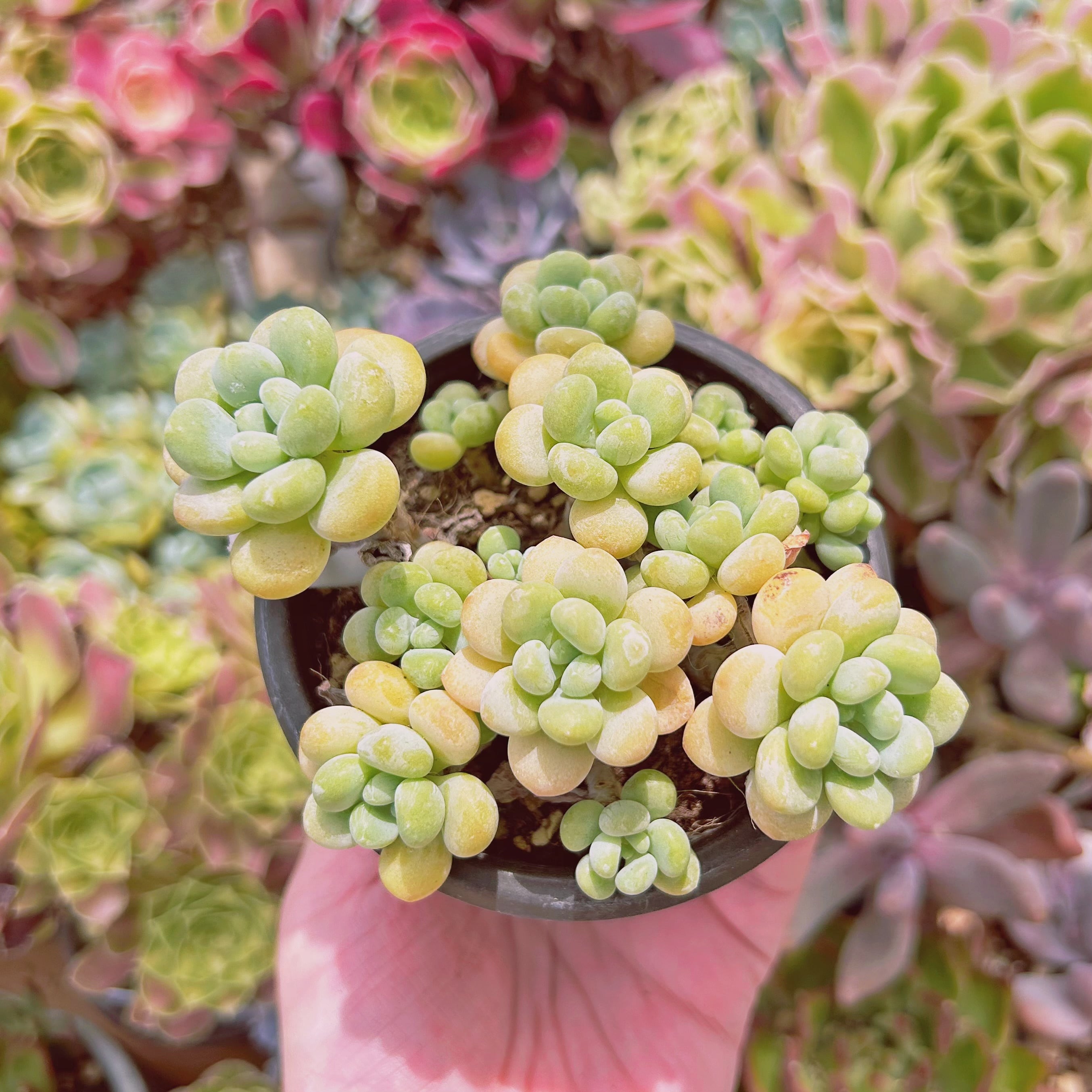 現物　多肉植物　ストロベリーミルク　特大　抜き苗