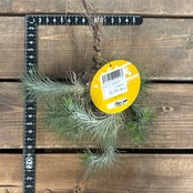 チランジア フンキアナ クランプ【975】