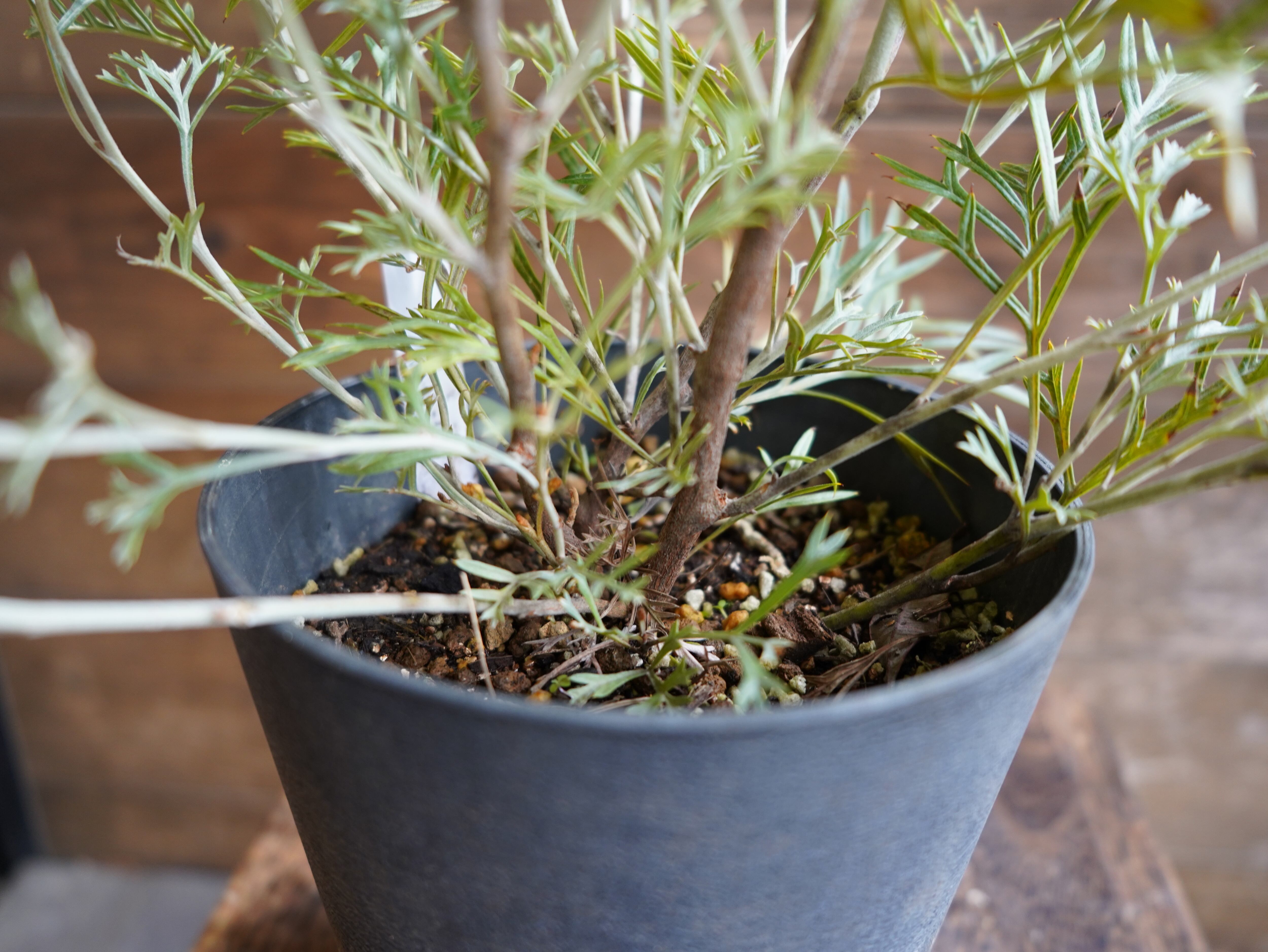 【現物】グレビレア　”クリームパッション”　A