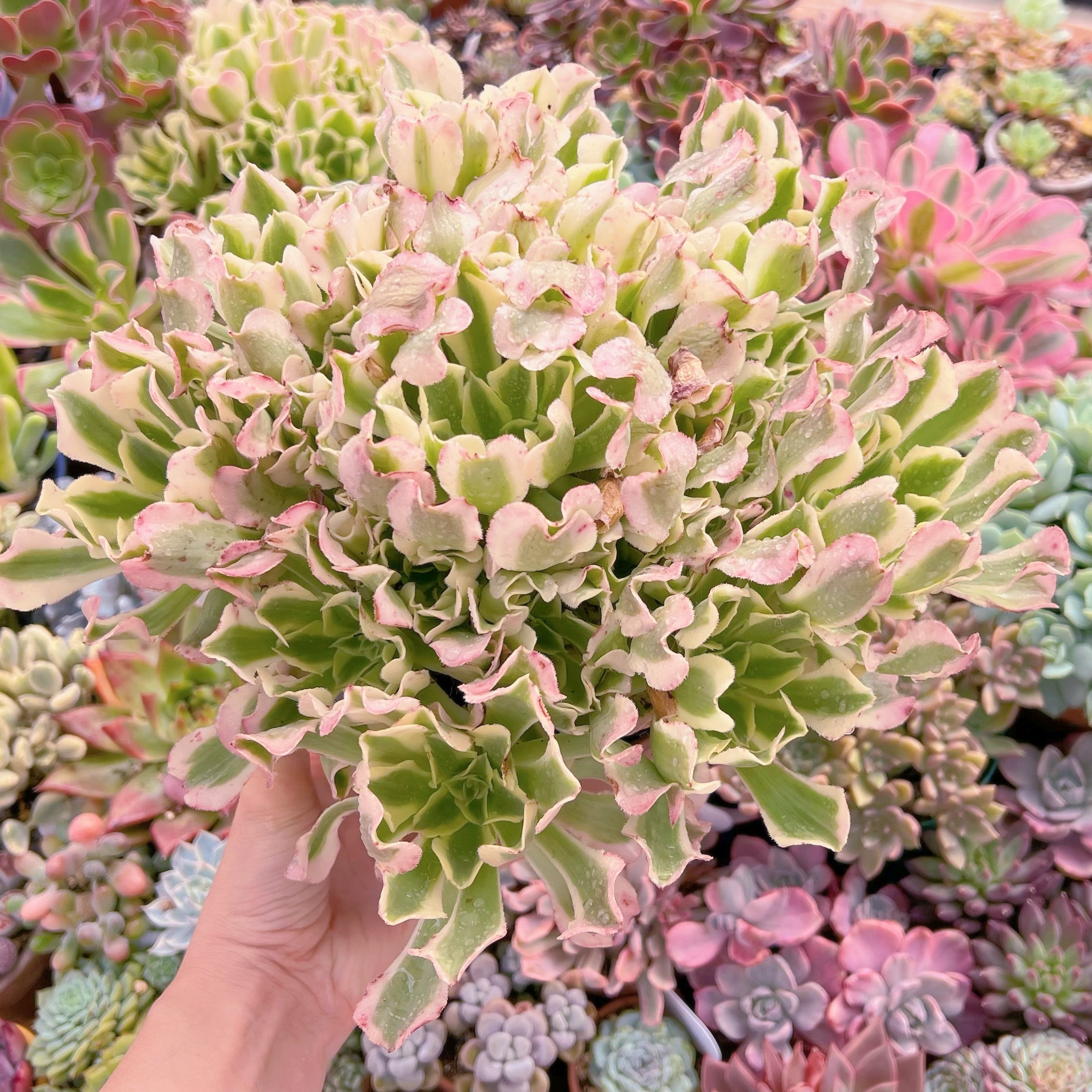 現品　Aeonium白鳳錦#587　特特大群生　新入荷