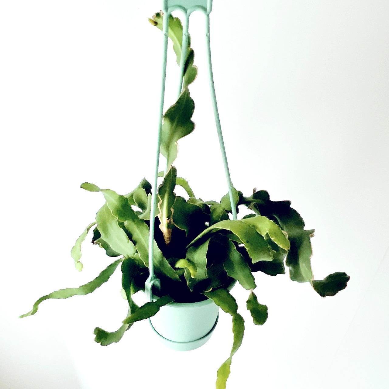エピフィラム グアテマレンシス 観葉植物 吊り下げ calm cafe