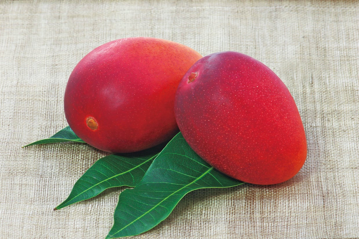 フルーツガーデン嵩さんの土佐マンゴー1個 | いの町特産品