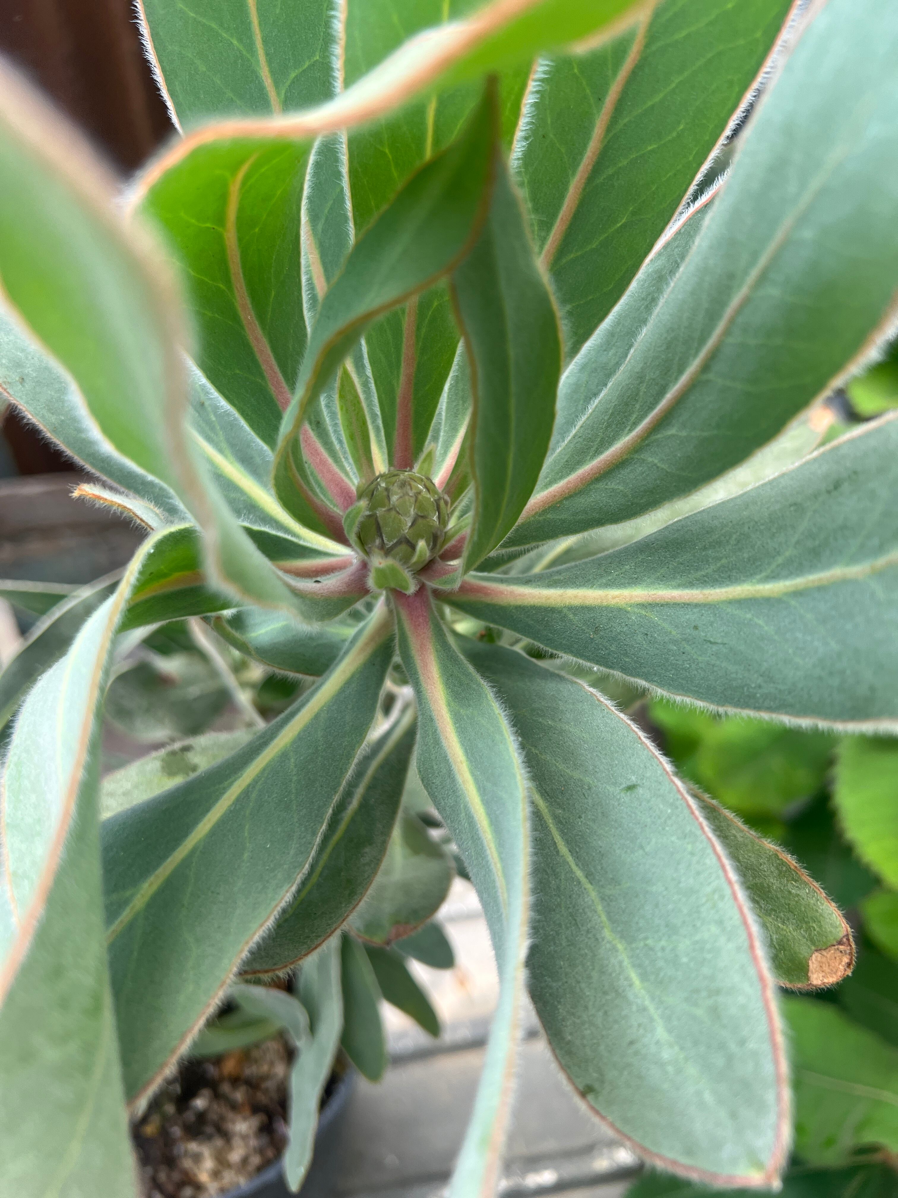 プロテア スサラ(3F)① | 沼ノ上農園