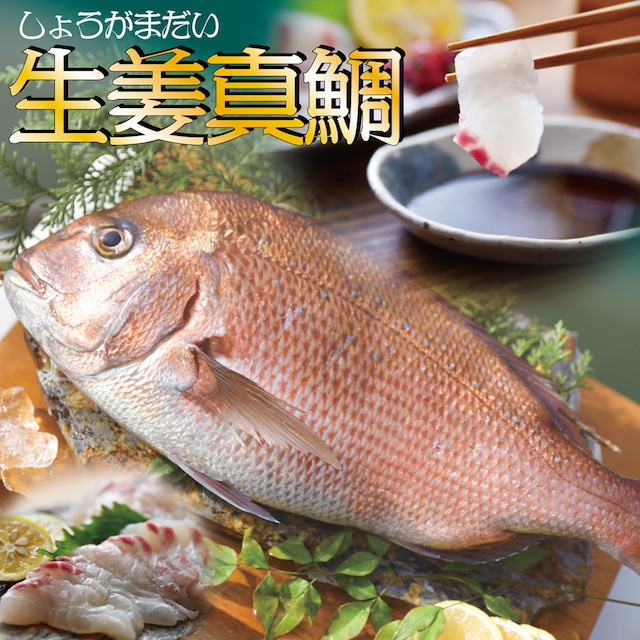 【すくも特産品マルシェ7周年記念価格】高知産の生姜を食べて育った、新鮮絶品の「生姜真鯛」一尾（鮮魚）