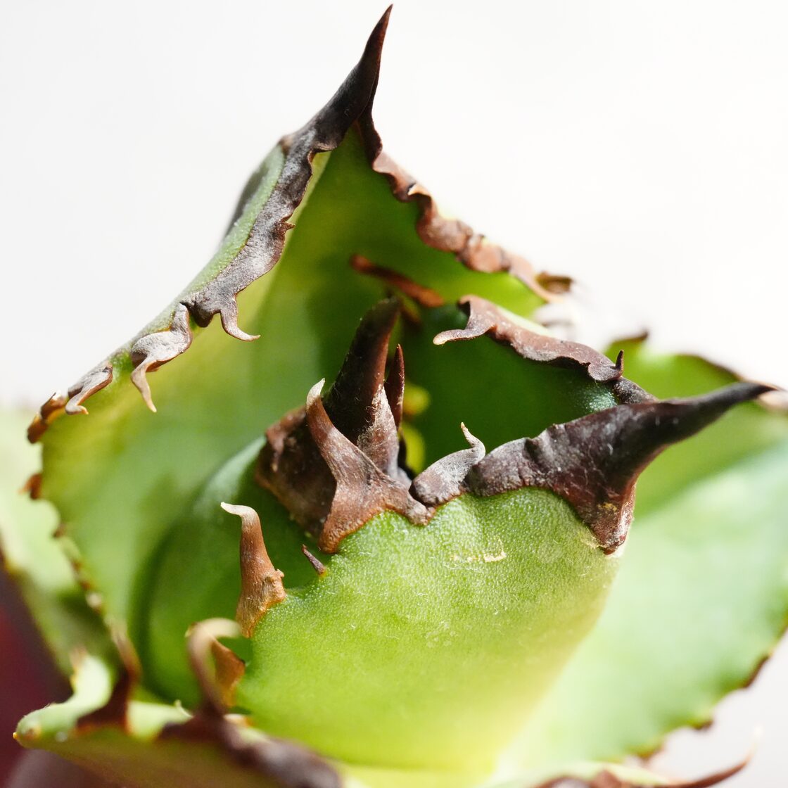 特選】アガベ チタノタ キングアーサー 亞瑟王／Agave titanota king 