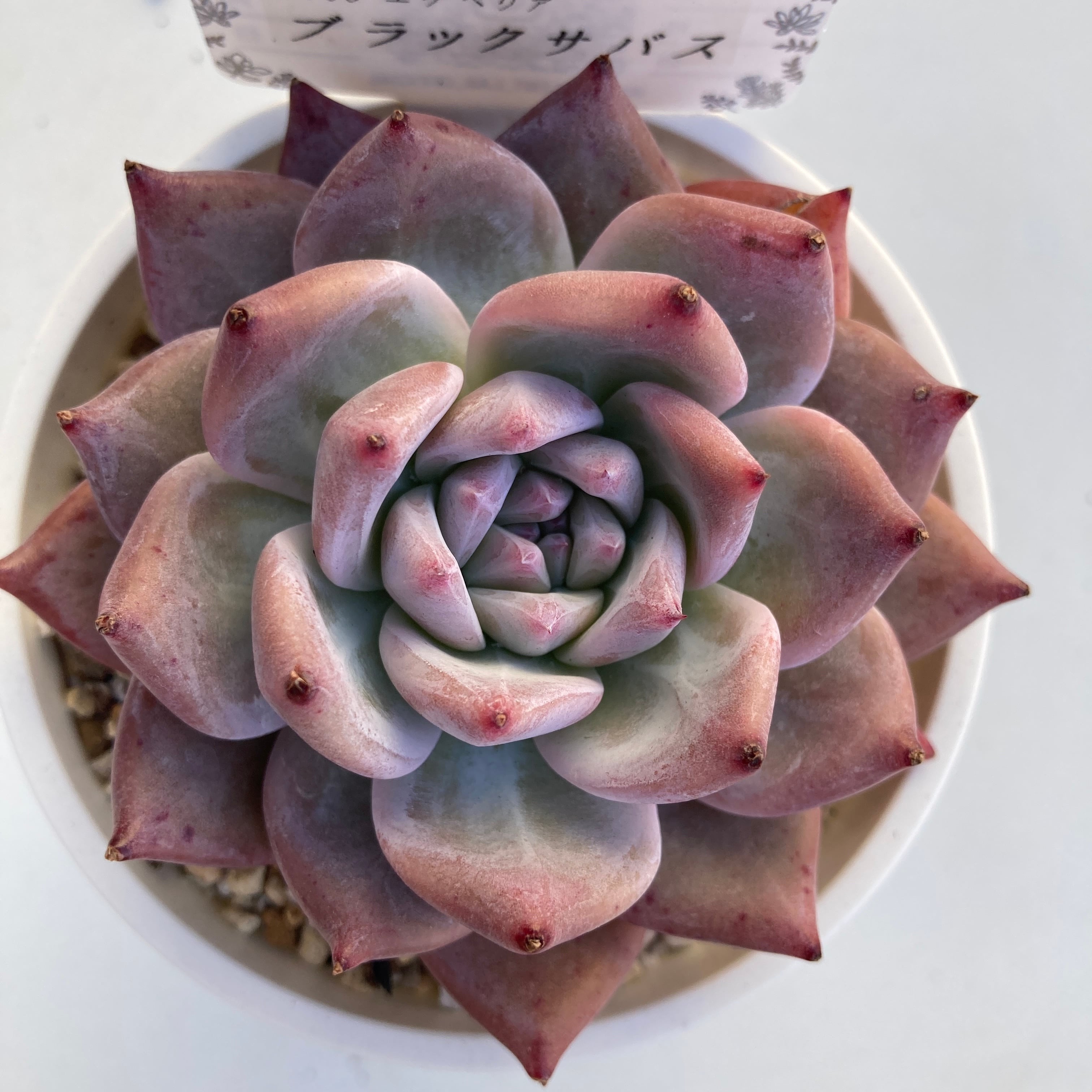 現物商品】ブラックサバス 3号サイズ | 多肉植物研究所