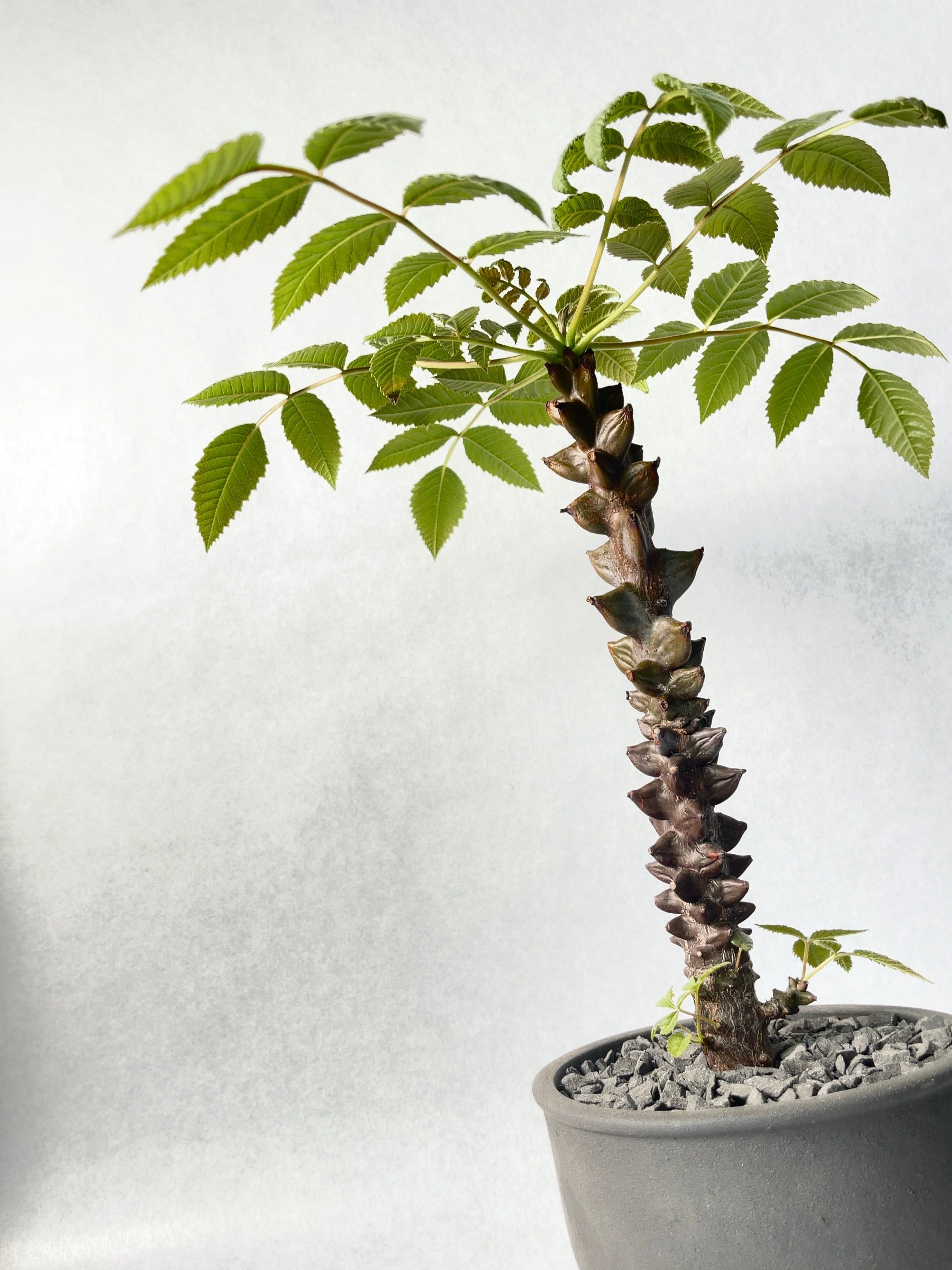 ベイセリア・メキシカーナ | trigger ベイセリア・メキシカーナ | trigger