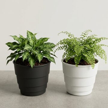 Billbergia 'Dippin Dots' Australia (ビルベルギア 'ディッピン