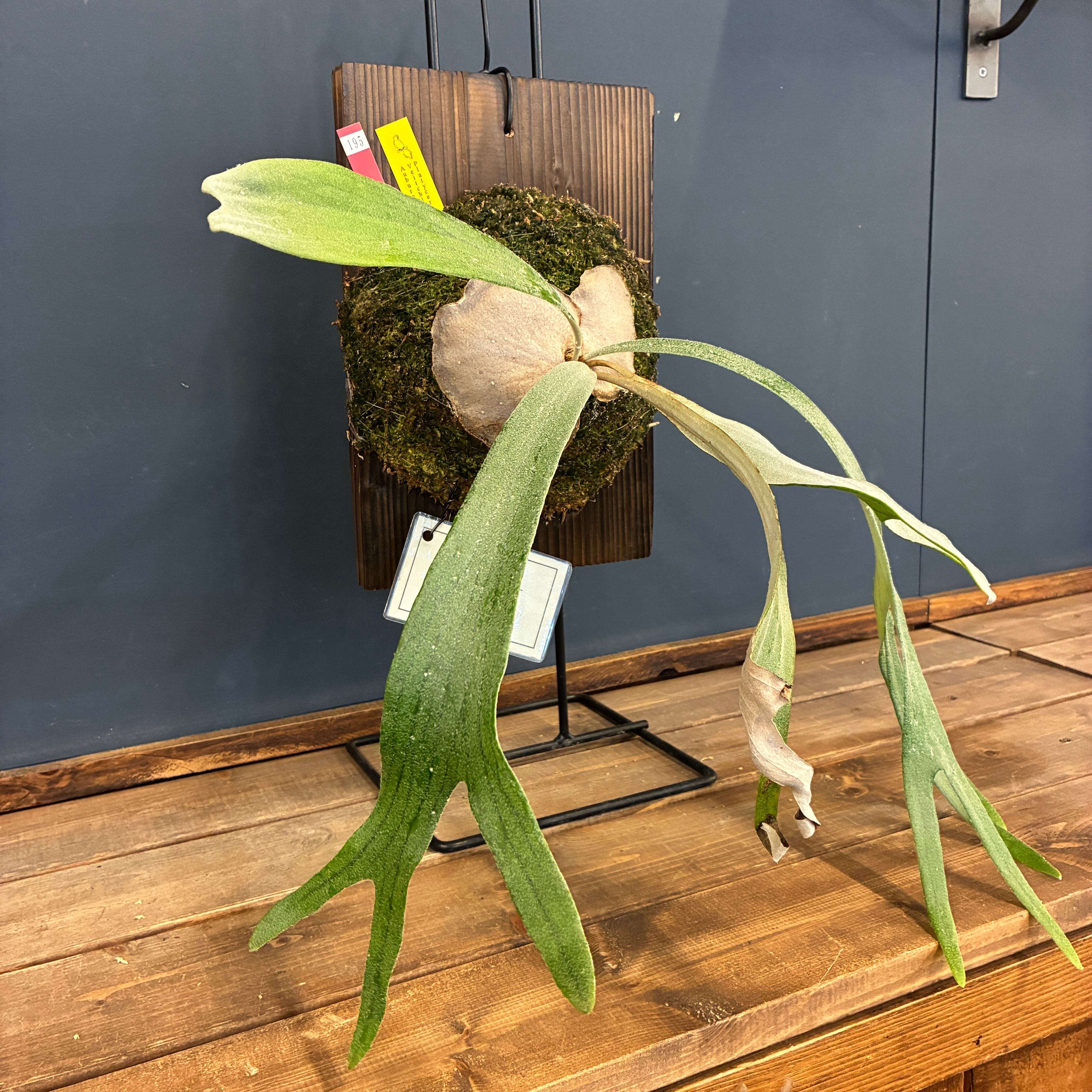 ビカクシダ veitchii 'Auburn River' 板付け (木板)【195