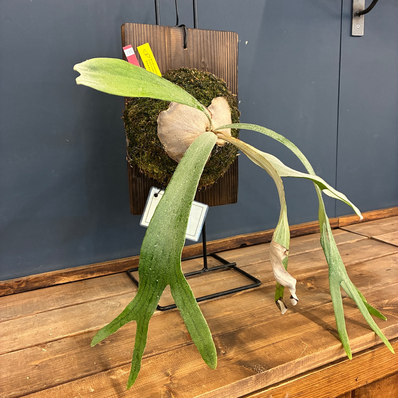 ビカクシダ veitchii 'Auburn River' 板付け (木板)【195】