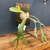 ビカクシダ veitchii 'Auburn River' 板付け (木板)【195】