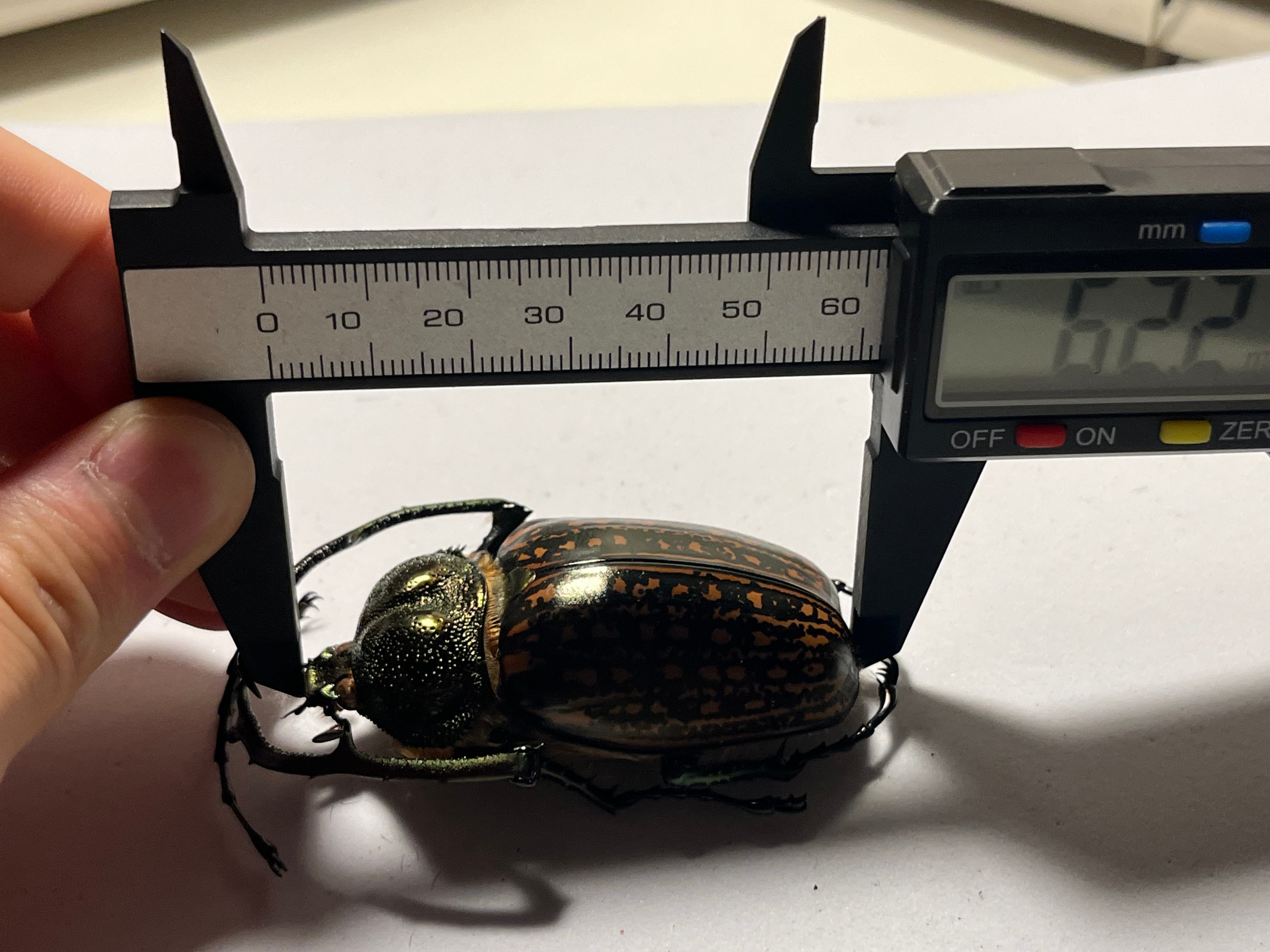 【62mm】多分 赤 パリーテナガコガネ　カメムシサシガメ甲虫昆虫標本ハ 62mm】多分 赤 ゲストロイテナガコガネ カメムシサシガメ甲虫昆虫標本