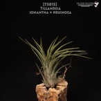 【送料無料】ionantha × pruinosa〔エアプランツ〕現品発送T3815