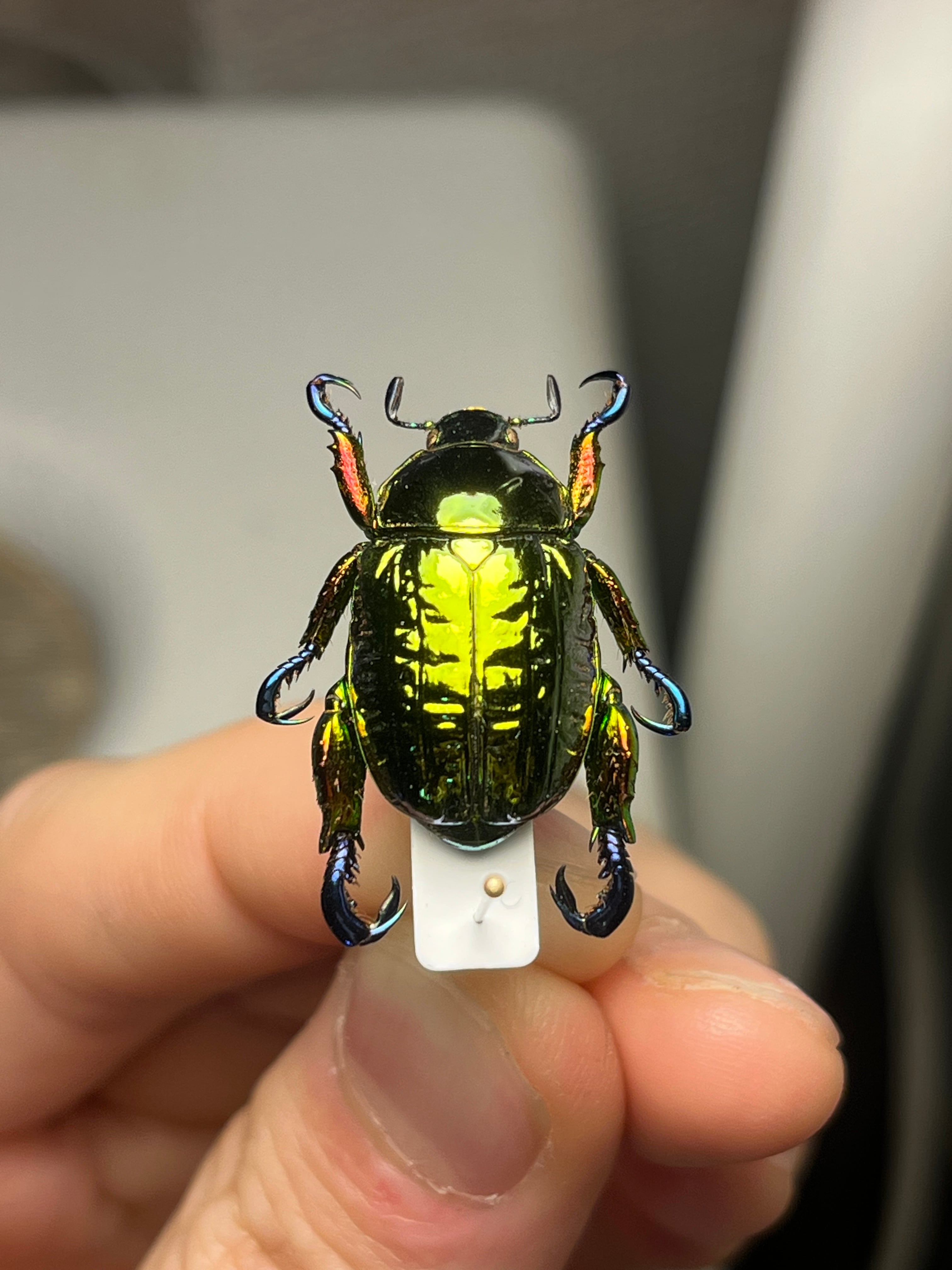 31mm】ヴィクトリナウグイスコガネ プラチナコガネ 標本 カナブン