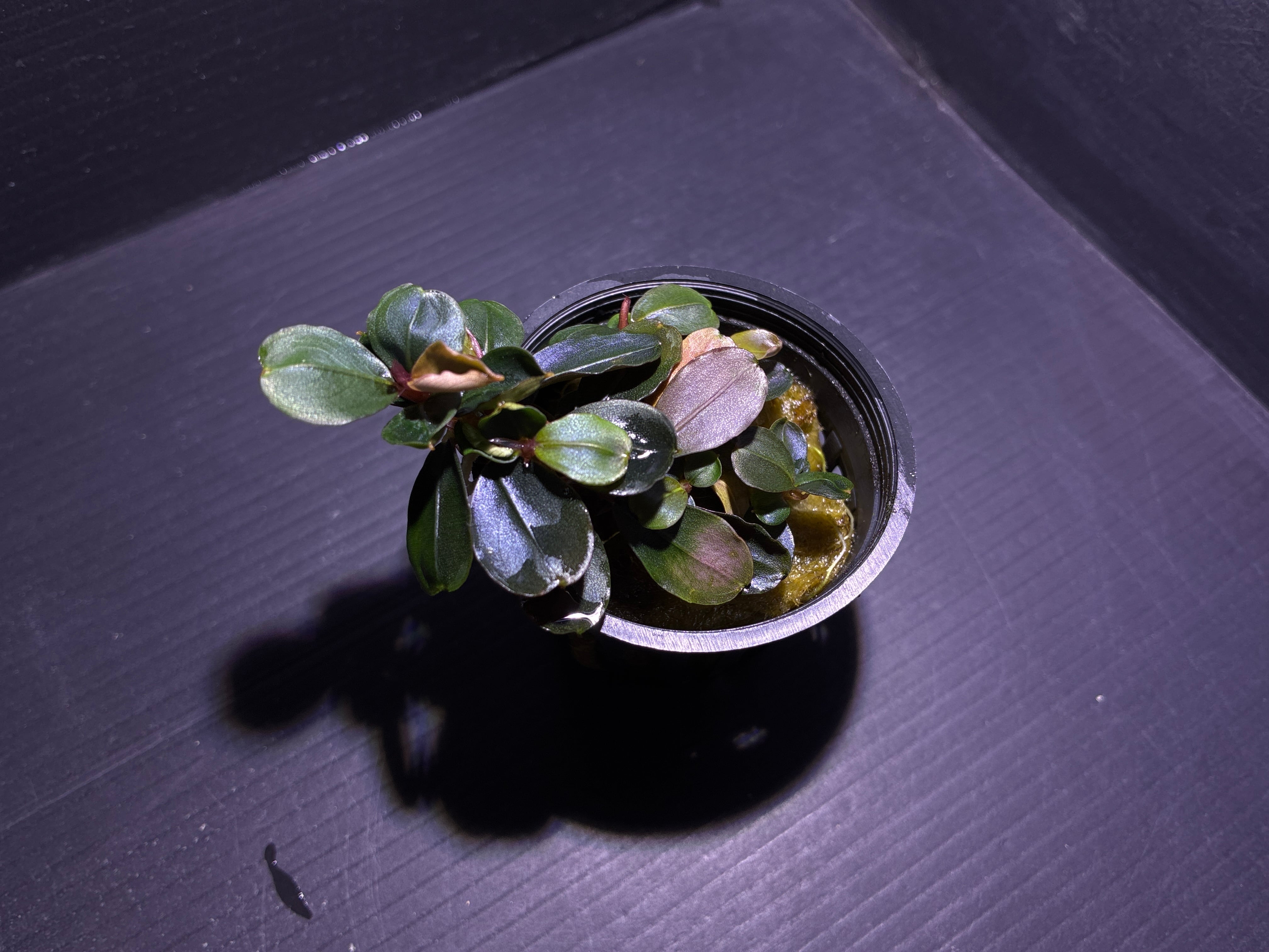 Bucephalandra sp. Upper pearl midnight blue original location【水