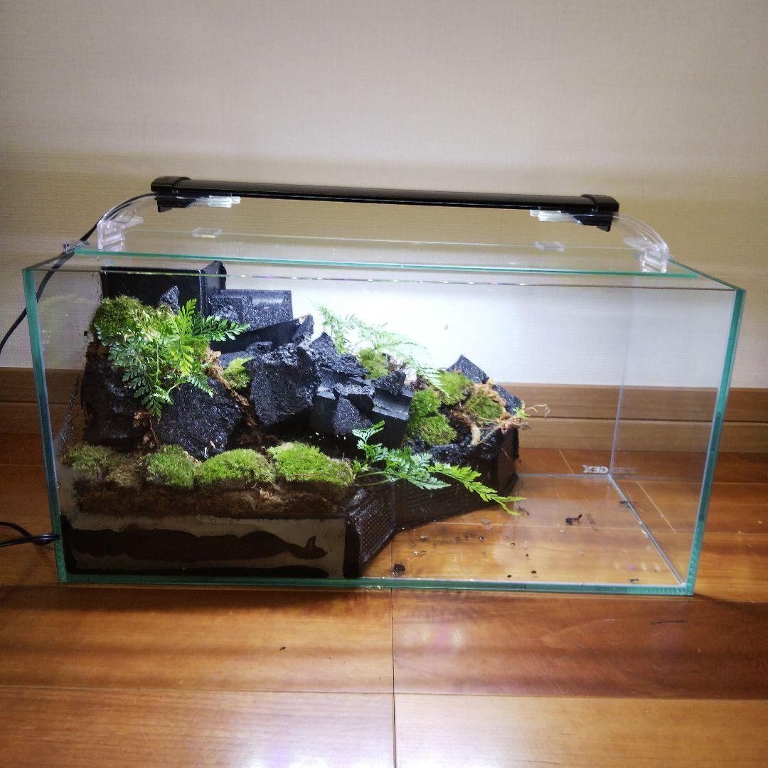 苔之介