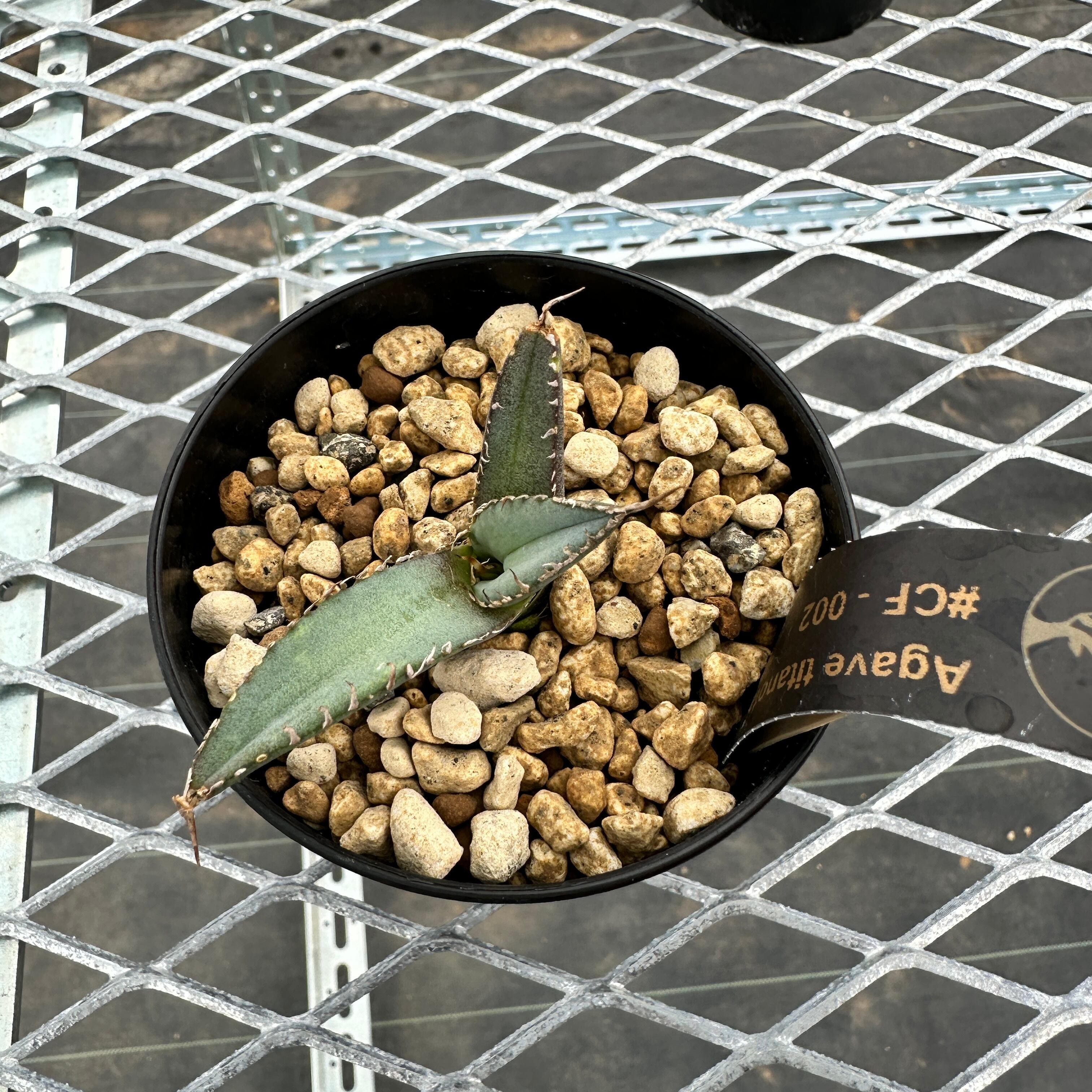 最旬ダウン アガベ チタノタ CF-002 子株 発根済み オテロイ 植物/観葉