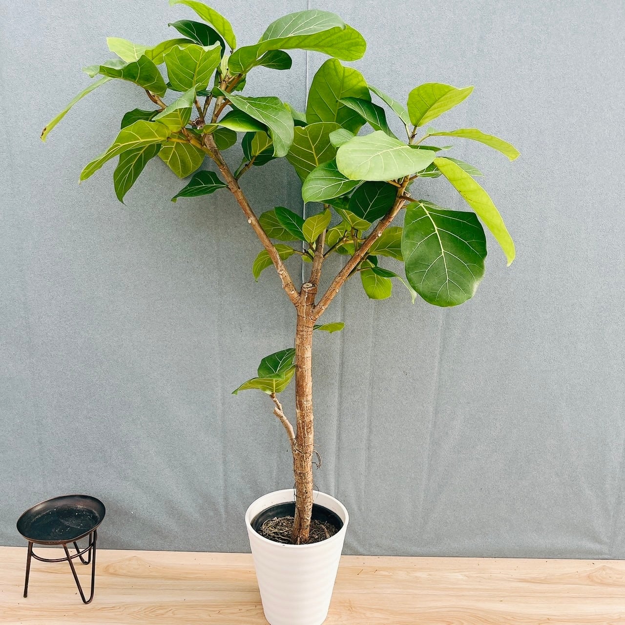 現品］【希少】44番 フィカス アフリカンプリンス 8号 観葉植物 室内