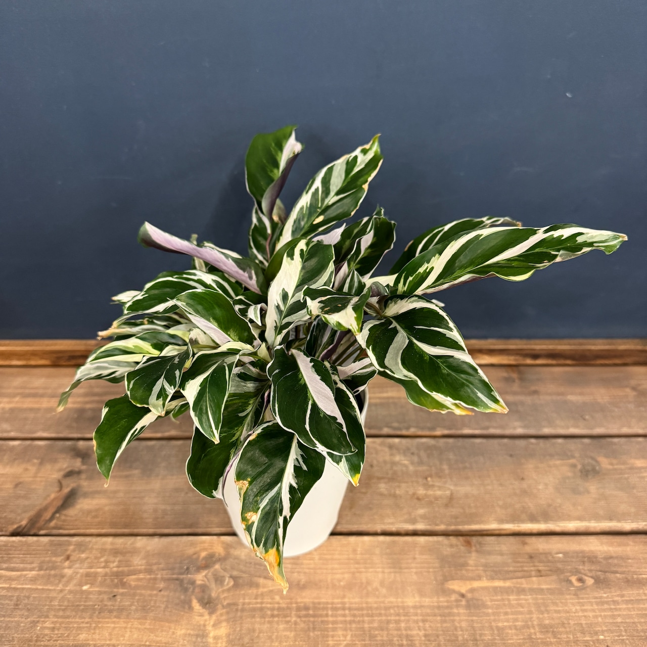 カラテア ホワイトフュージョン【914】