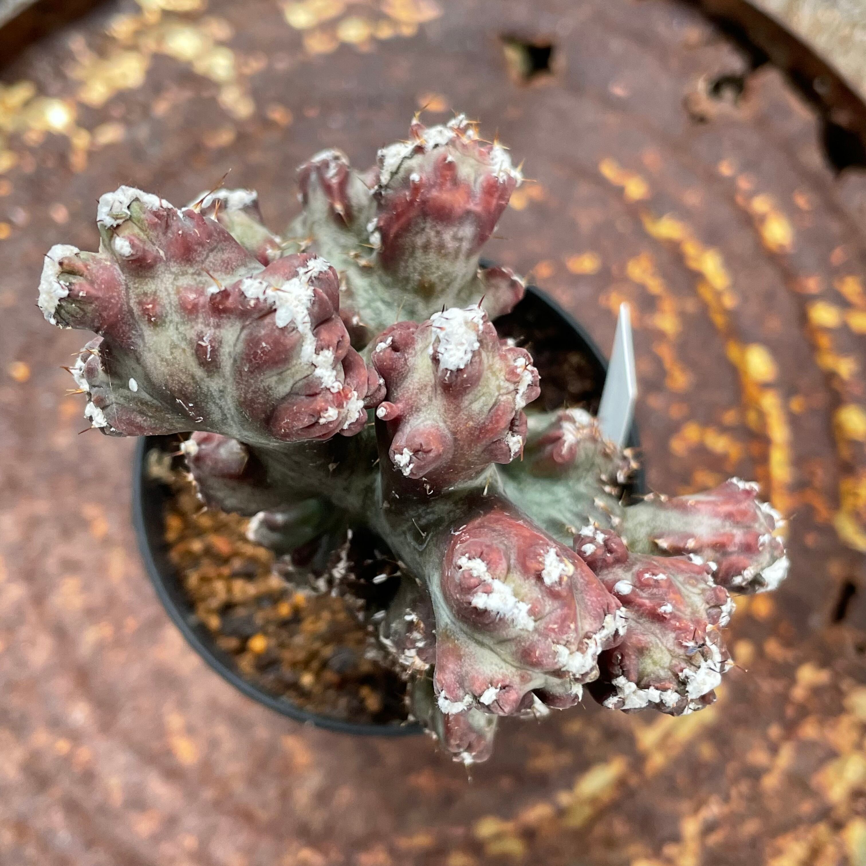 T)残雪の峰 | RuPo 多肉植物専門店