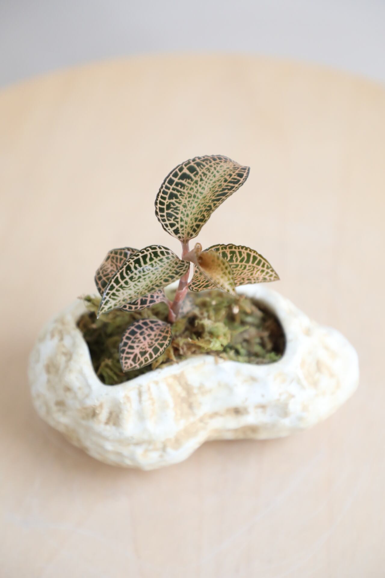 S】アネクトキルス ホワイトゴールド/Anoectochilus roxburghii